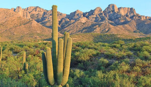 Catalina State Park: Ringtail Loop