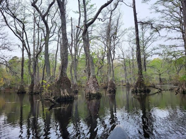 Bennetts Creek Paddle-In Platform Campsites