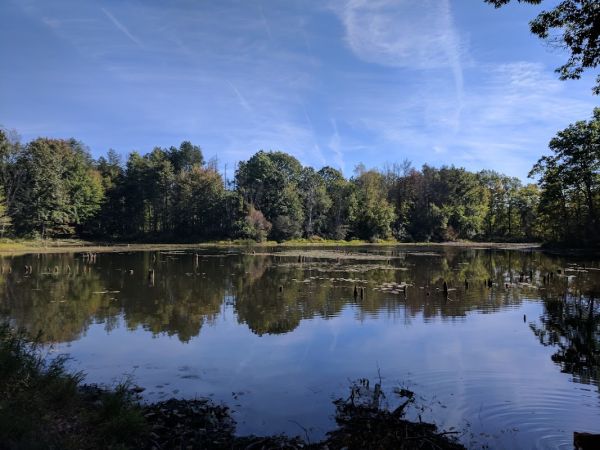 Rose Lake #9