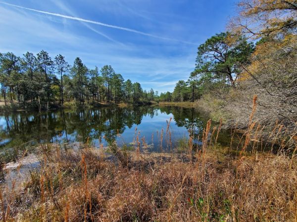 Jr. Walton Pond