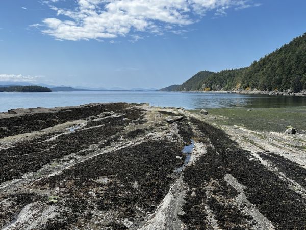 Montague Harbour Campground - Walk-in