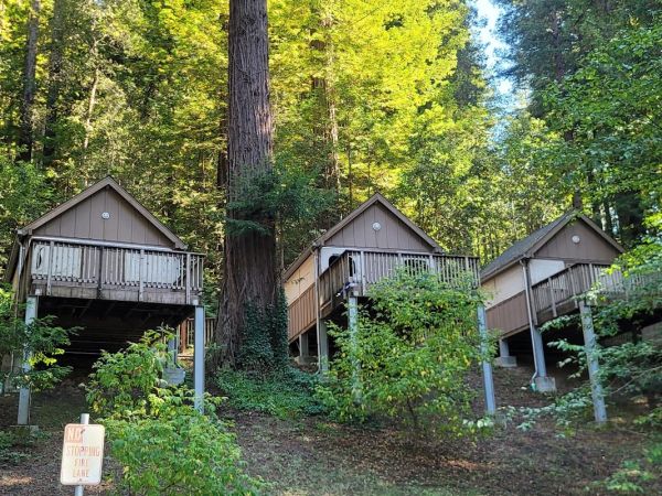 Camp Butano Creek