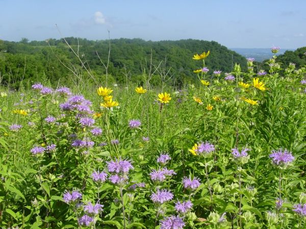 Great River Bluffs State Park Campground