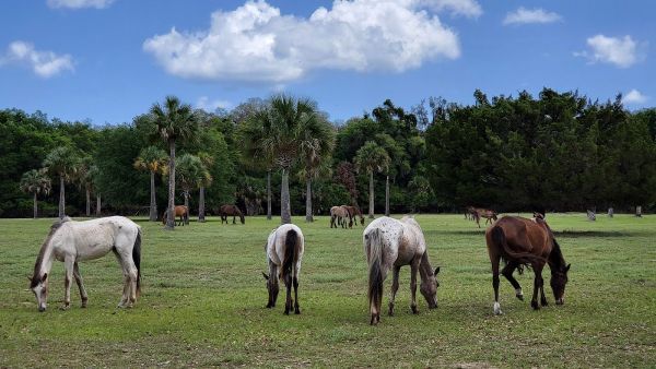 Cumberland Island National Seashore Camping Permits