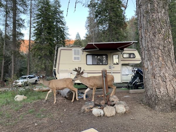 Lodgepole Campground-Sequoia and Kings Canyon National Park