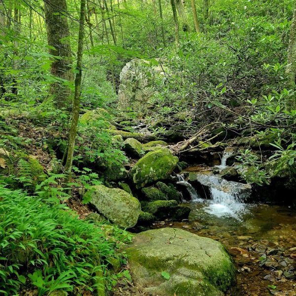 Rock Creek Recreation Area (Cherokee National Forest, TN)