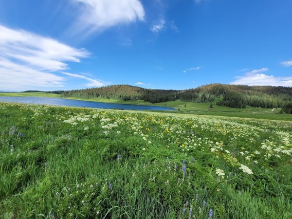 Meadow Lake Picnic Area