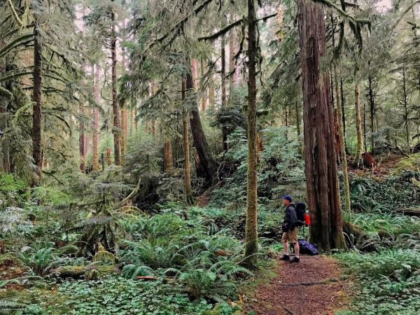Carmanah Creek Camp