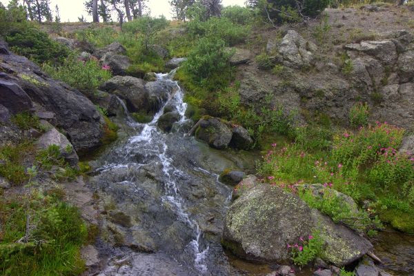 Douglas Knob Meadow