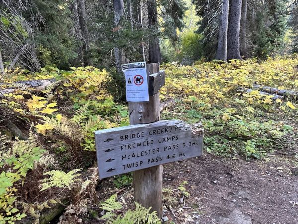 Fireweed Camps