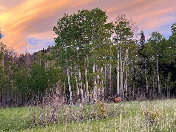 Mill Creek Basin Backcountry Camp
