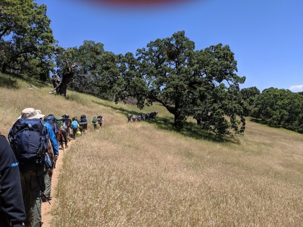 Lion Spring Camp